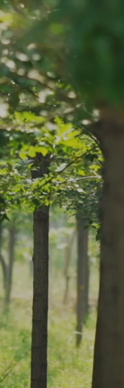 林業